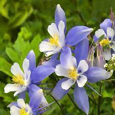 50 Pcs Rare Aquilegia Blue Columbine Perennial Flower