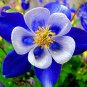 50 Pcs Rare Aquilegia Blue Columbine Perennial Flower