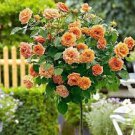 50 Pcs 'Huo Yan' Orange Golden Double Rose Tree 50 Pcs 'Huo Yan' Orange Golden Double Rose Tree
