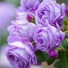 50 Pcs 'Qi pai' Purple Big Blooms Rose Tree Seeds 50 Pcs 'Qi pai' Purple Big Blooms Rose Tree Seeds