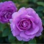 50 Pcs 'Qi pai' Purple Big Blooms Rose Tree Seeds