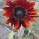 15 Pcs 'Black Magic' Almost Black Red Ornamental Sunflowers