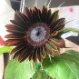 15 Pcs 'Black Magic' Almost Black Red Ornamental Sunflowers