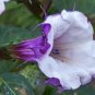 20 Pcs Purple Moon Angel Trumpet Datura / Yellow Datura Metel Flowers