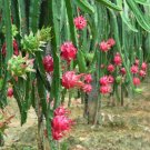 100 Pcs Hai'nan Pink Pitaya Dragon Fruit Cactus Plant