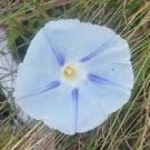 20 Pcs Phoebe Pharbitis Morning Glory Climbing Flowers