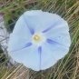 20 Pcs Phoebe Pharbitis Morning Glory Climbing Flowers