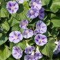 20 Pcs Phoebe Pharbitis Morning Glory Climbing Flowers