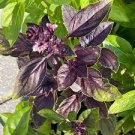 100 Pcs Purple Sweet Basil with giant leaves