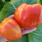 100 Pcs Rare 'Champion' Giant Red Tomato