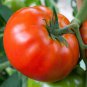 100 Pcs Rare 'Champion' Giant Red Tomato