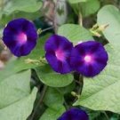 50 Pcs Rare 'Grandpa Ott' Bright Purple Morning Glory