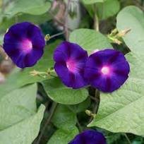 50 Pcs Rare 'Grandpa Ott' Bright Purple Morning Glory