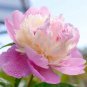 5 Pcs Heirloom Sorbet Robust Colorful Double Blooms Peony Mixed