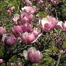 10 Pcs Heirloom Taizhou Pink Yulan Magnolia Big Blooming Fragrant Shrub Flowers 10 Pcs Heirloom Taizhou Pink Yulan Magnolia Big Blooming Fragrant Shrub Flowers