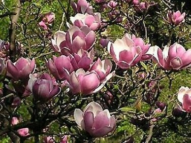 10 Pcs Heirloom Taizhou Pink Yulan Magnolia Big Blooming Fragrant Shrub Flowers