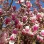 10 Pcs Heirloom Taizhou Pink Yulan Magnolia Big Blooming Fragrant Shrub Flowers