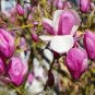 10 Pcs Heirloom Taizhou Pink Yulan Magnolia Big Blooming Fragrant Shrub Flowers