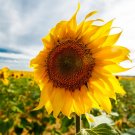 40 Pcs Ornamental Orange Sunflowers 4ft Tall Plant Big Blooming Flowers 40 Pcs Ornamental Orange Sunflowers 4ft Tall Plant Big Blooming Flowers