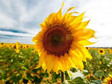 40 Pcs Ornamental Orange Sunflowers 4ft Tall Plant Big Blooming Flowers