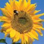 40 Pcs Ornamental Orange Sunflowers 4ft Tall Plant Big Blooming Flowers