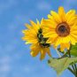 40 Pcs Ornamental Orange Sunflowers 4ft Tall Plant Big Blooming Flowers