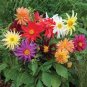 80 Pcs DAHLIA CACTUS MIX - Dahlia Pinnata Variabilis