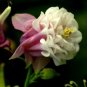 50 Pcs Rare Beautiful Pink White Edge Aquilegia Columbine