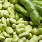 5 Pcs Heirloom Vicia faba Dwarf Broad Bean