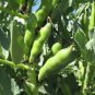 5 Pcs Heirloom Vicia faba Dwarf Broad Bean