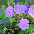5 Pcs White Purple Lobed And Finely Wrinkled Geranium