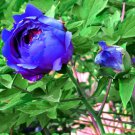 5 Pcs Paeonia Suffruticosa Seeds, Professional Pack 5 Pcs Paeonia Suffruticosa Seeds, Professional Pack