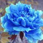 5 Pcs Paeonia Suffruticosa Seeds, Professional Pack