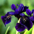 20 Pcs Heirloom 'Hailona' Iris Tectorum Flower