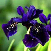 20 Pcs Heirloom 'Hailona' Iris Tectorum Flower