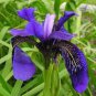 20 Pcs Heirloom 'Hailona' Iris Tectorum Flower