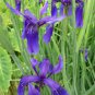 20 Pcs Heirloom 'Hailona' Iris Tectorum Flower