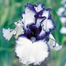 20 Pcs Rare 'Louis' Iris Tectorum Flower Seeds