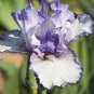 20 Pcs Rare 'Louis' Iris Tectorum Flower Seeds