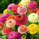 50 Pcs Zinnia Scabiosa Flowered Mix Seeds