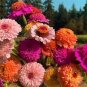50 Pcs Zinnia Scabiosa Flowered Mix Seeds