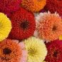 50 Pcs Zinnia Scabiosa Flowered Mix Seeds