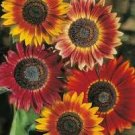 20 Pcs Evening Sun Sunflower, Professional Pack