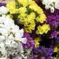 30 Pcs Sinuata Pacific Mixed Statice Flowers