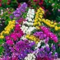 30 Pcs Sinuata Pacific Mixed Statice Flowers
