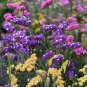 30 Pcs Sinuata Pacific Mixed Statice Flowers