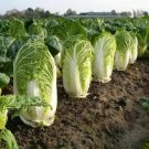 200 Pcs 'Wong Bok' Chinese Green Napa Cabbage 200 Pcs 'Wong Bok' Chinese Green Napa Cabbage