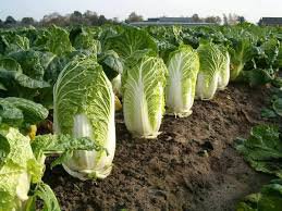200 Pcs 'Wong Bok' Chinese Green Napa Cabbage