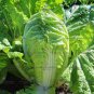 200 Pcs 'Wong Bok' Chinese Green Napa Cabbage