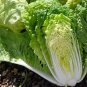 200 Pcs 'Wong Bok' Chinese Green Napa Cabbage